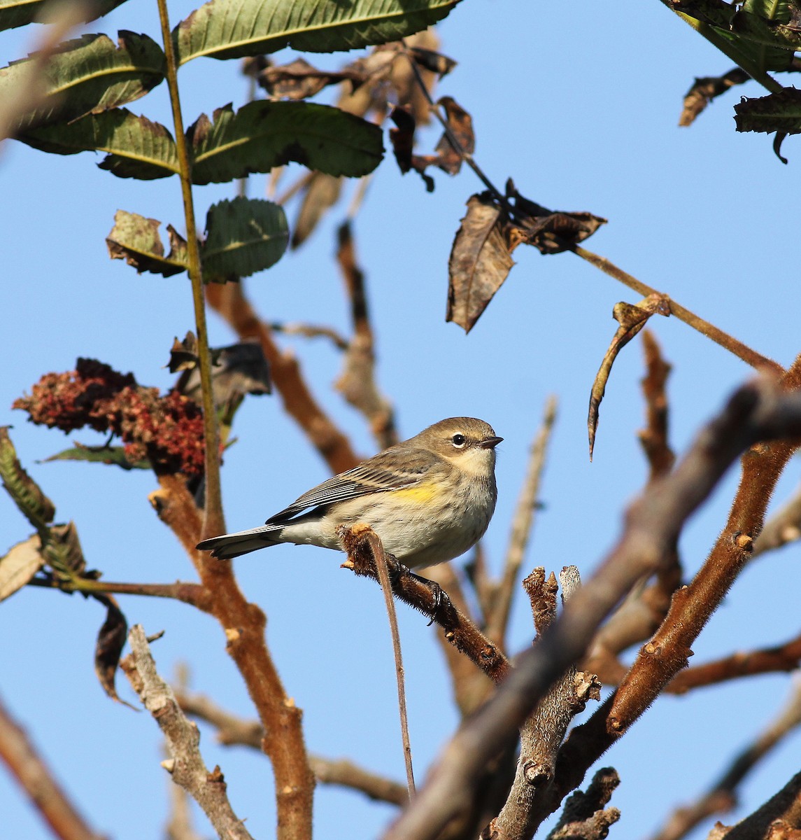 Yellow-rumped Warbler (Myrtle) - Matthew Eckerson