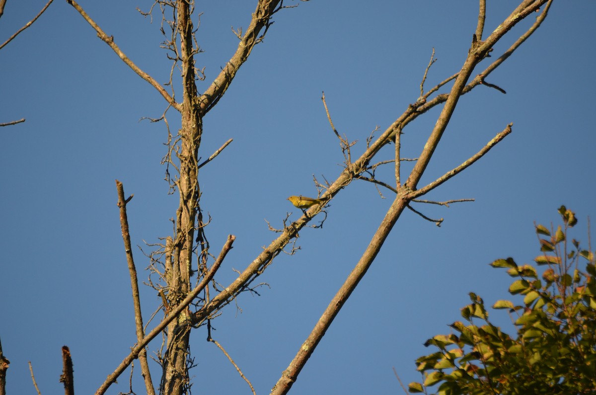 Piranga Escarlata - ML116872991