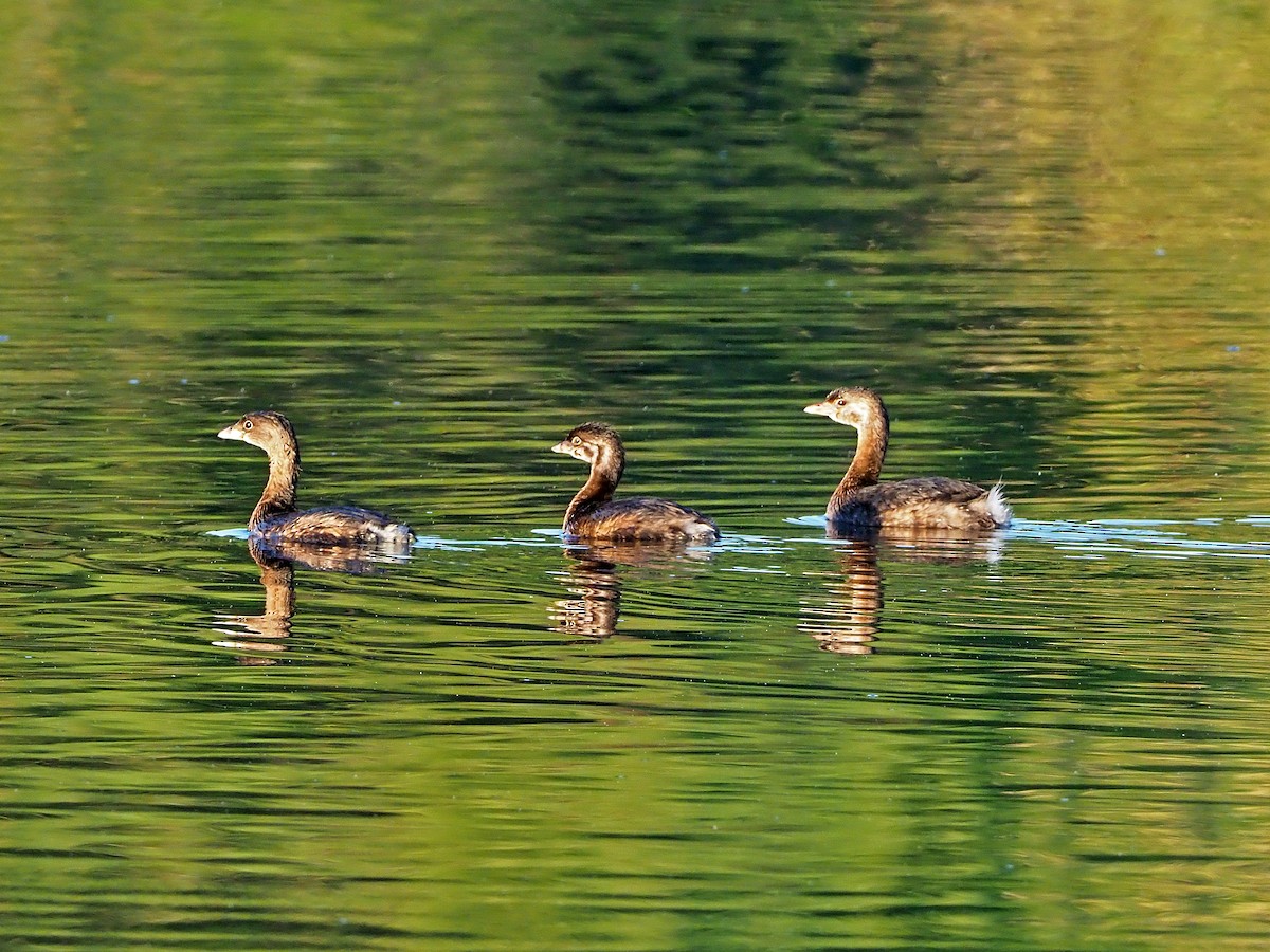 Pied-billed Grebe - ML116874421