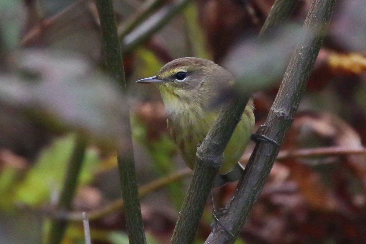 Palm Warbler - ML116875191