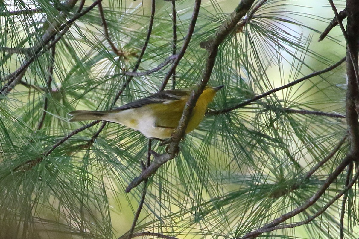 Pine Warbler - Seth Beaudreault