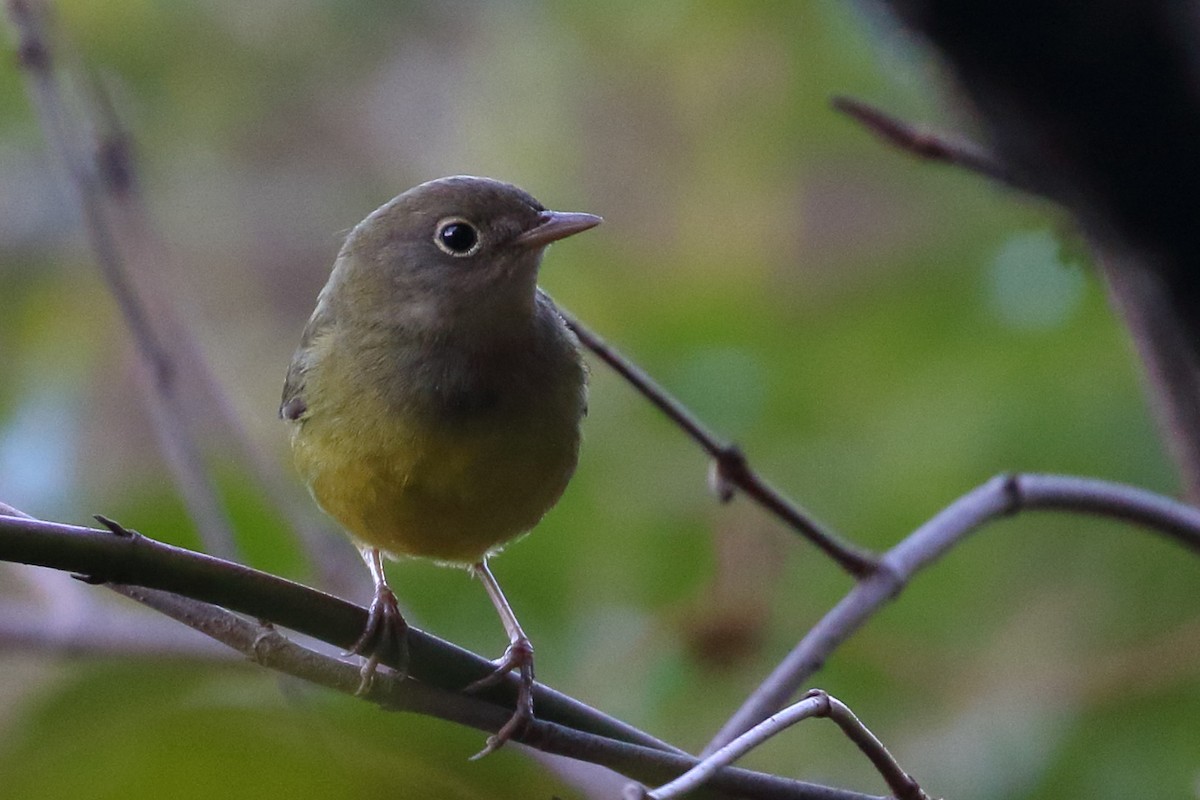 Connecticut Warbler - ML116875311