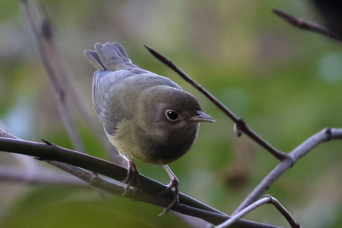 Connecticut Warbler - Seth Beaudreault