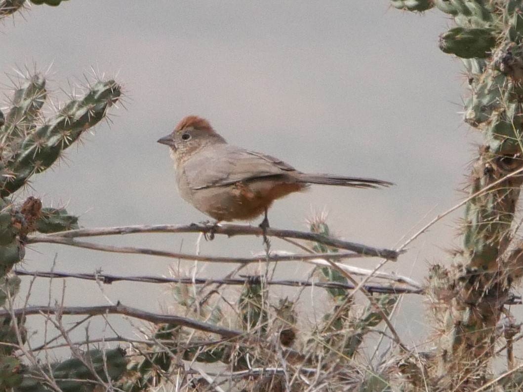 Canyon Towhee - ML116875741