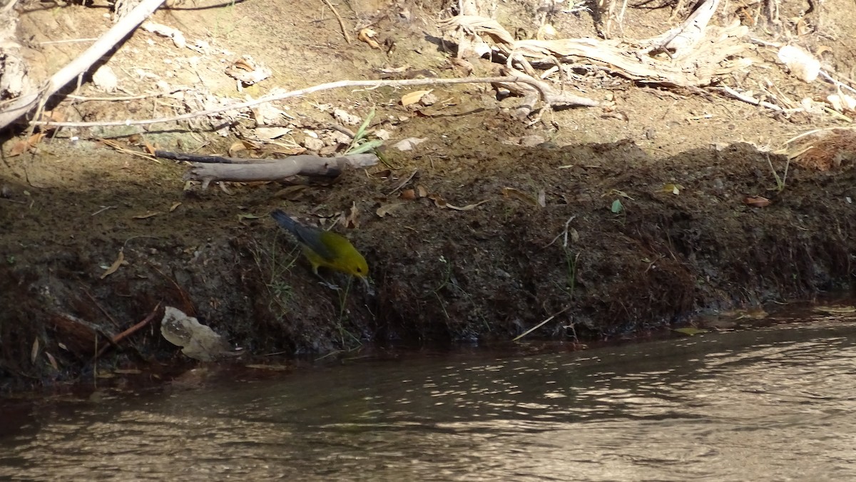 Prothonotary Warbler - steve boyack