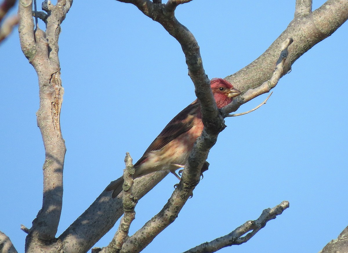 Purple Finch - ML116878341