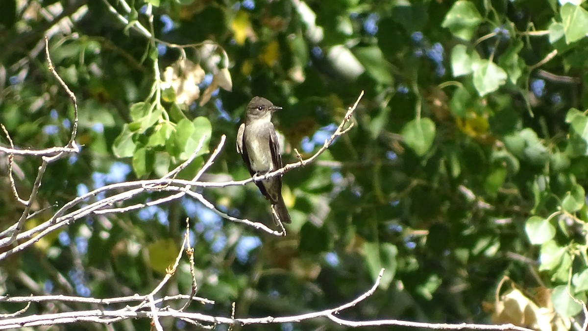 Western Wood-Pewee - ML116878441