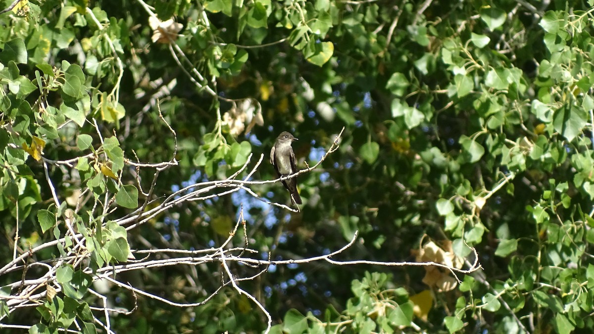 Western Wood-Pewee - ML116878471