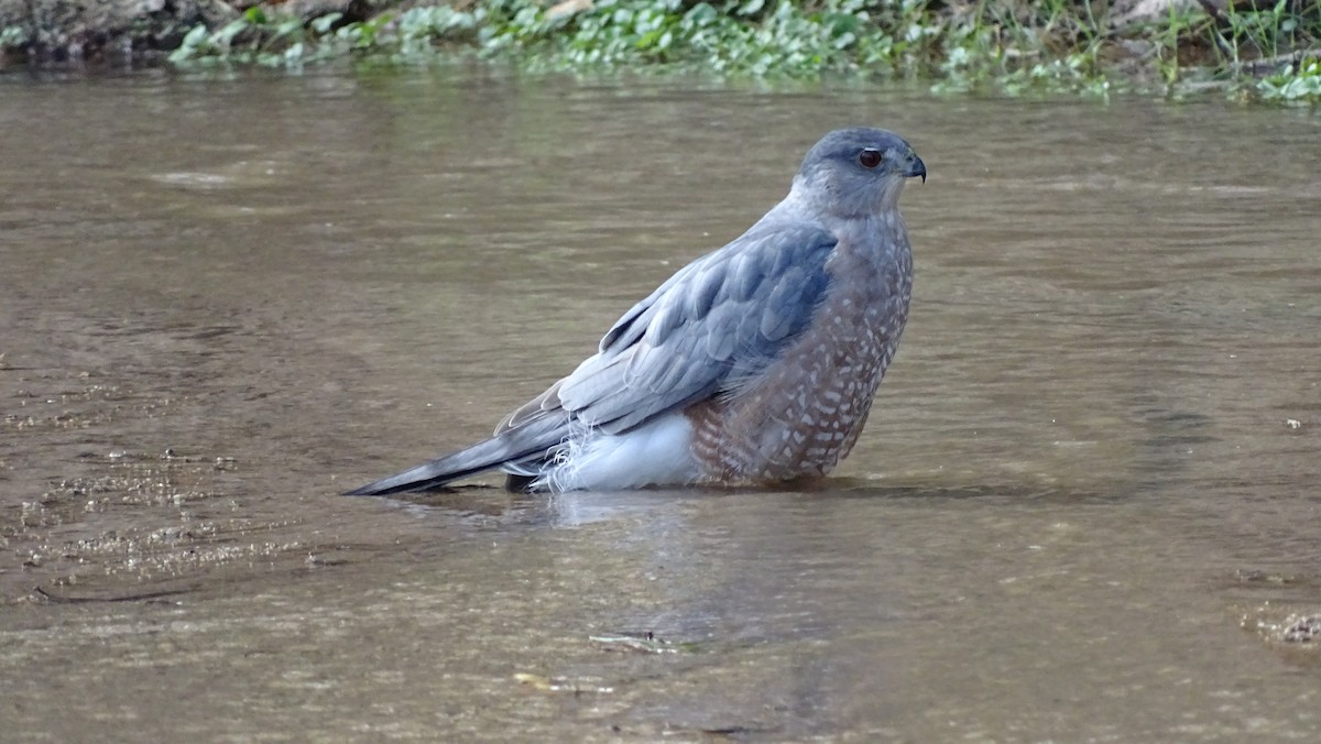 Cooper's Hawk - ML116879011