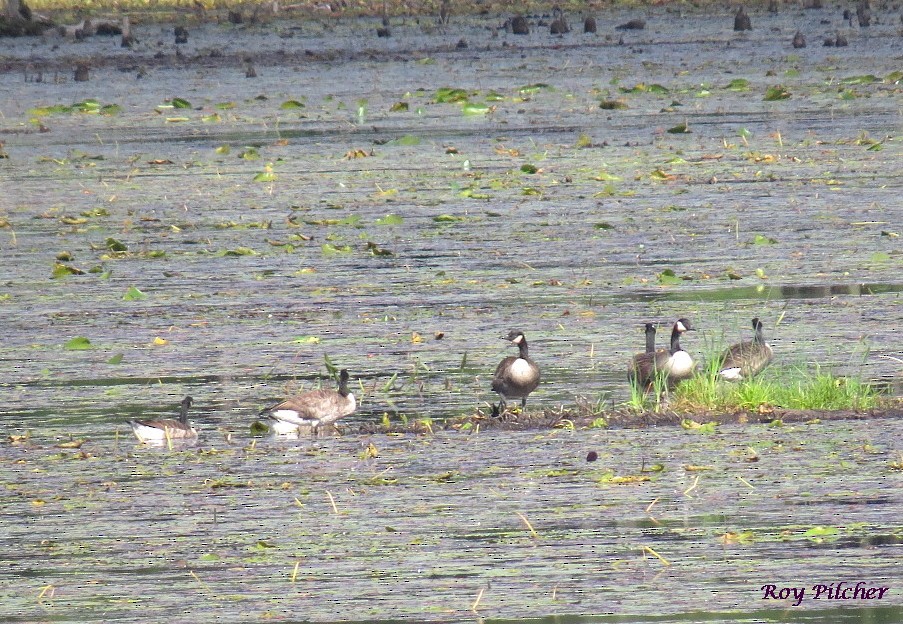 Canada Goose - ML116879941