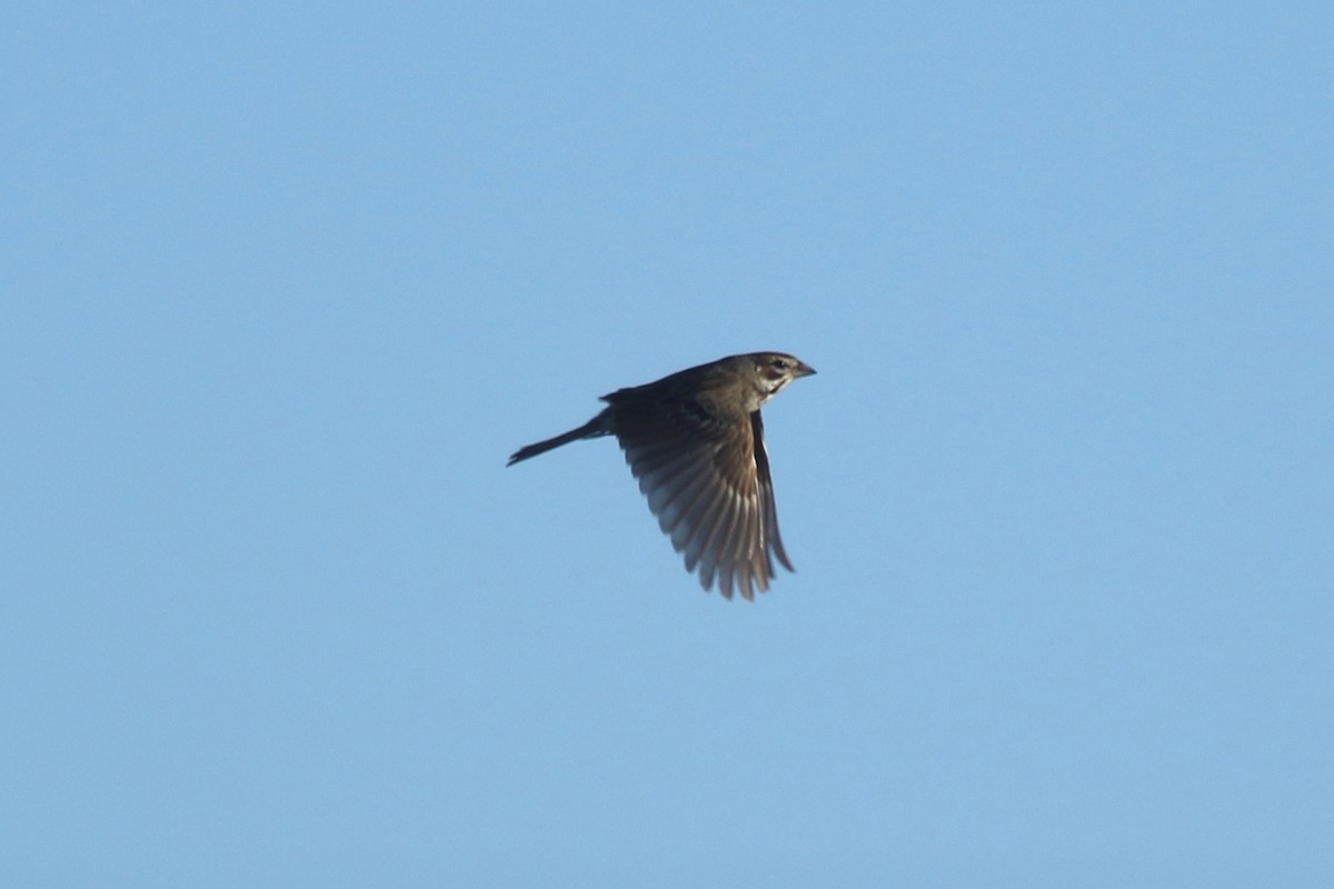 Lark Sparrow - ML116882571