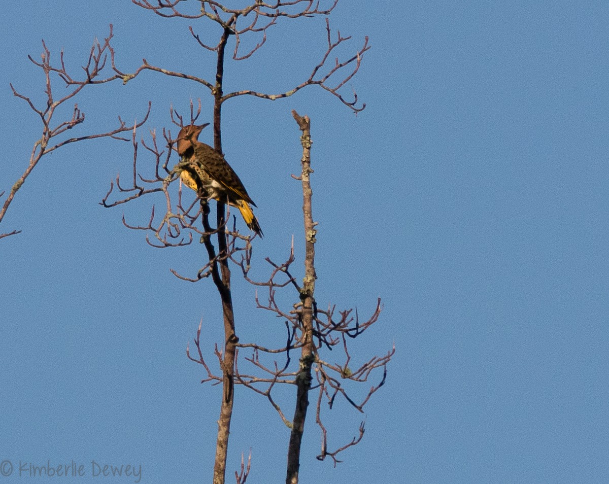 Northern Flicker - ML116883501