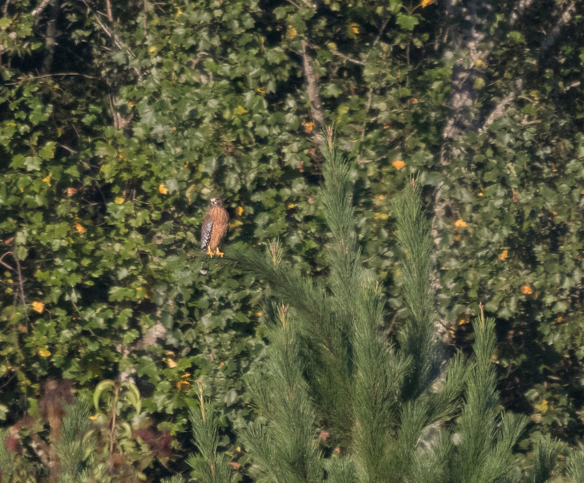 Red-shouldered Hawk - Kimberlie Dewey