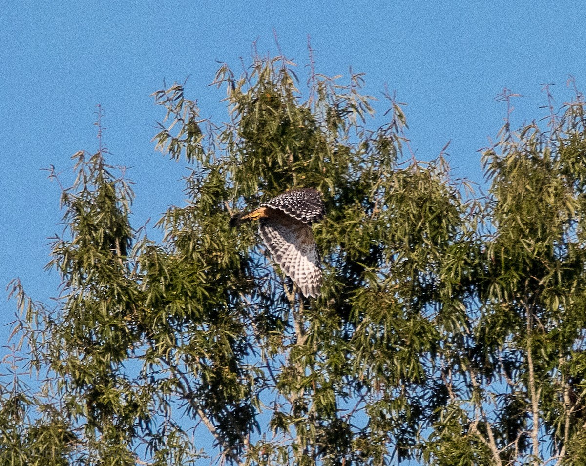 Red-shouldered Hawk - ML116883561