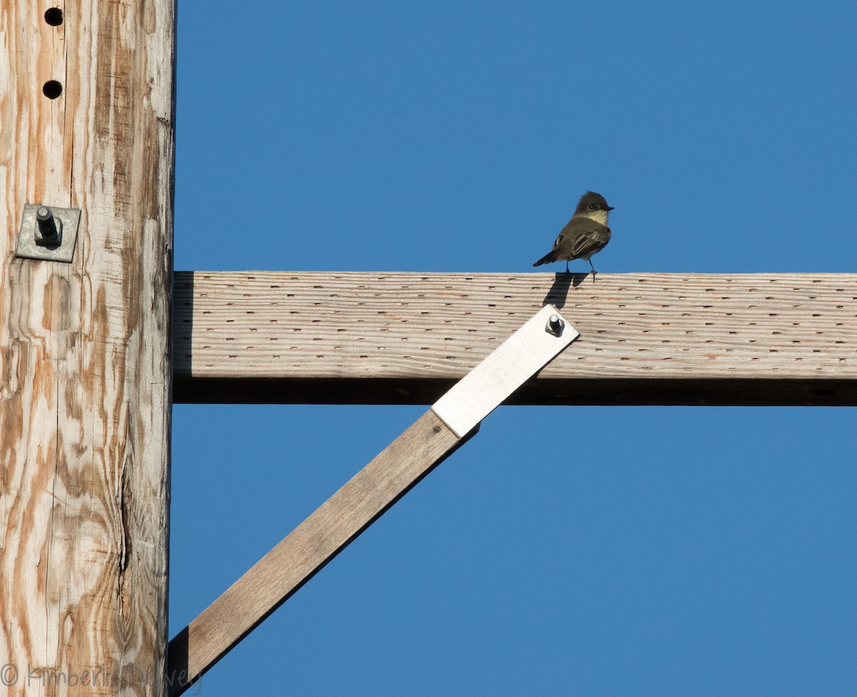 Eastern Phoebe - ML116883661