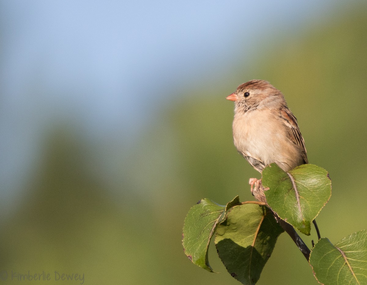 Field Sparrow - ML116883741