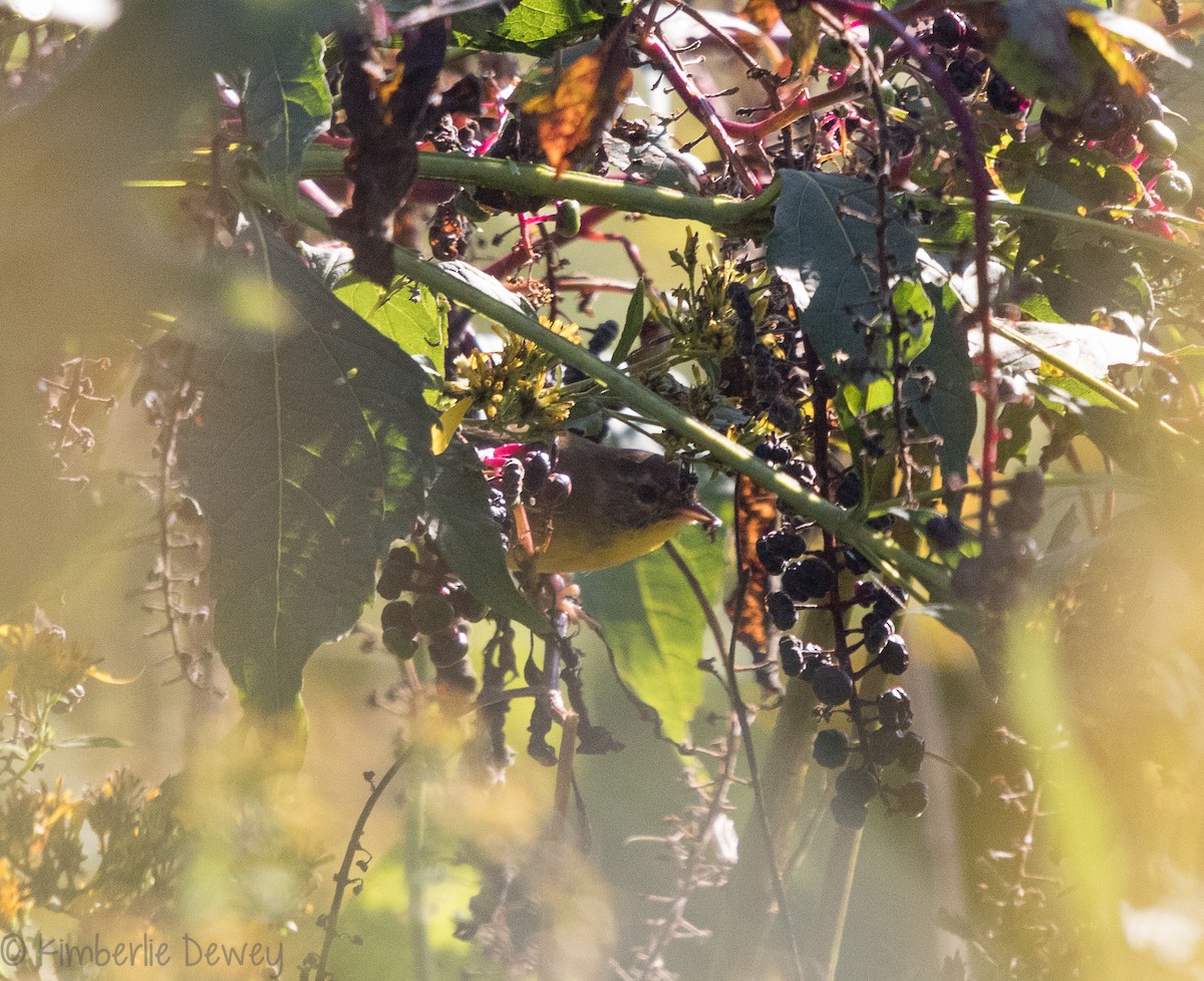 Common Yellowthroat - ML116885231