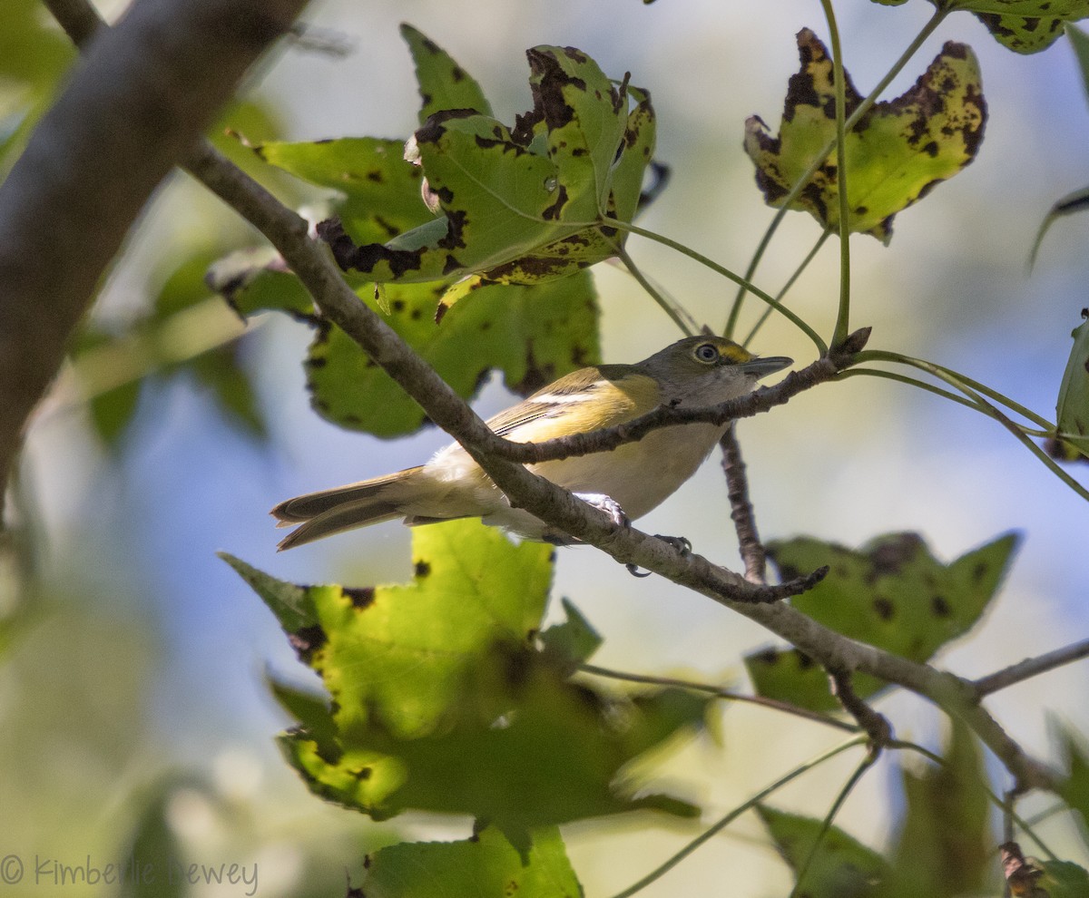 White-eyed Vireo - ML116885901