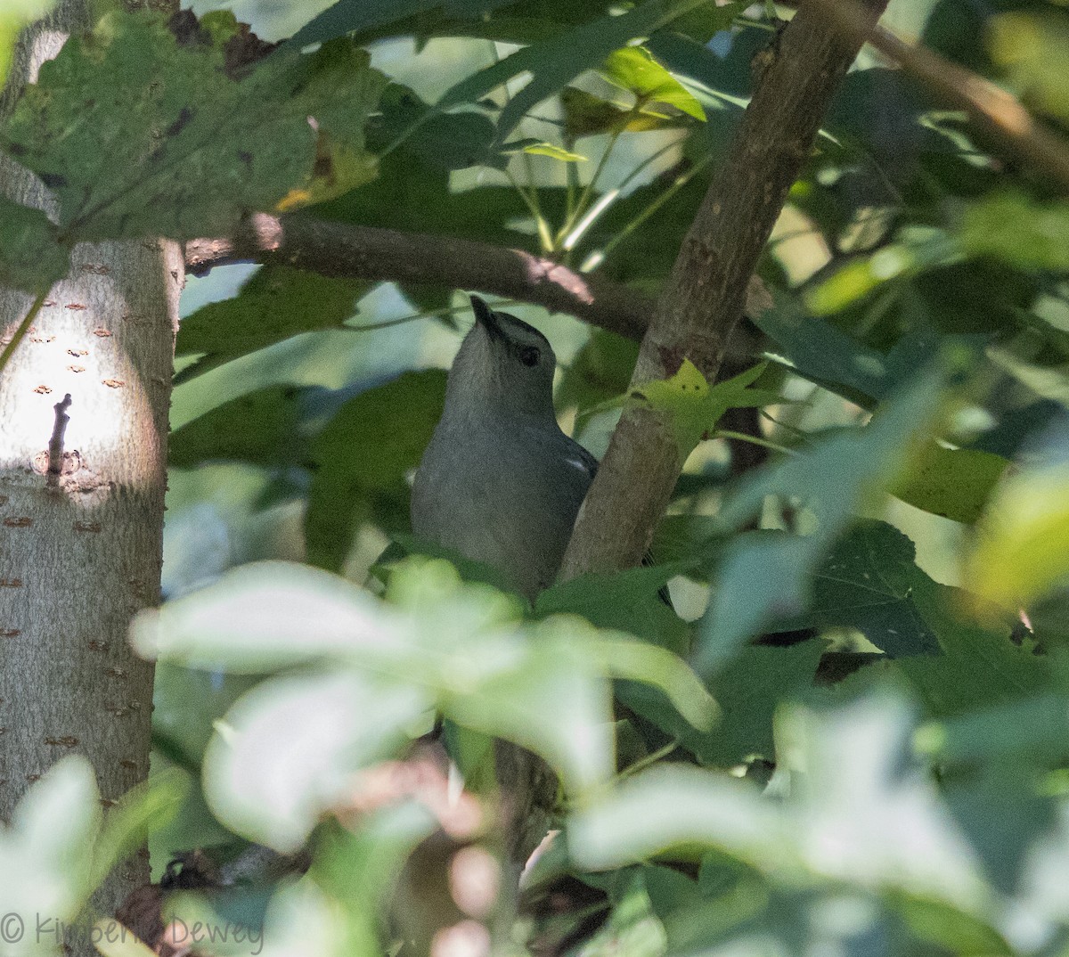 Gray Catbird - ML116886051