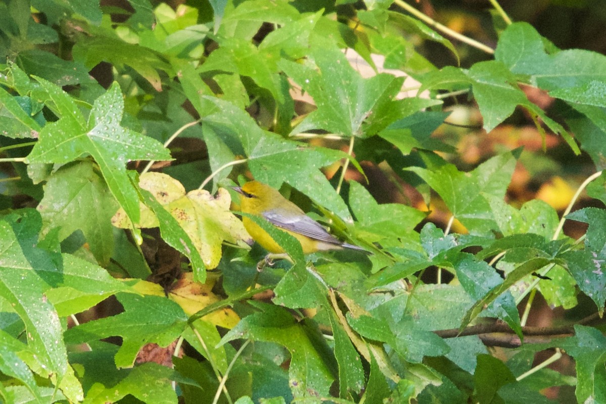 Blue-winged Warbler - ML116886551