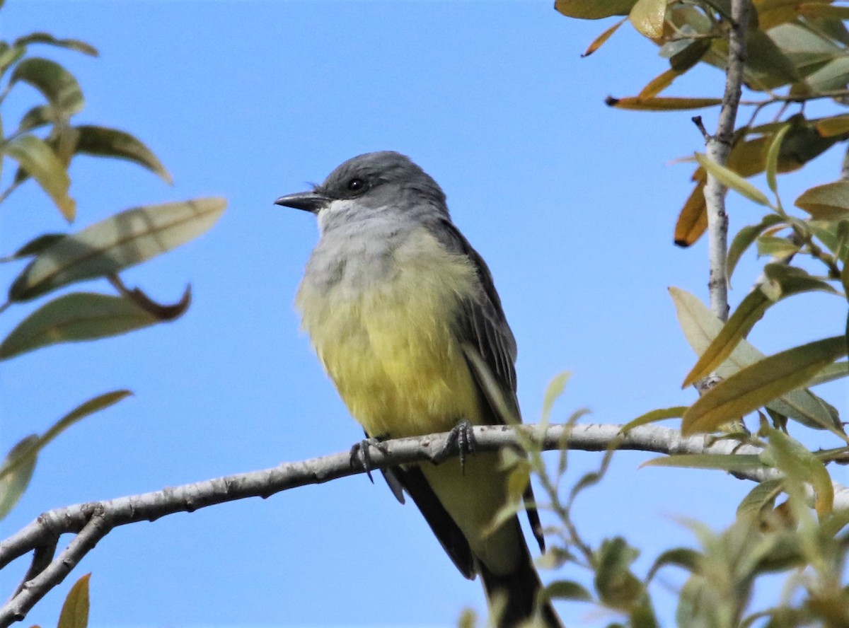 Cassin's Kingbird - ML116887731