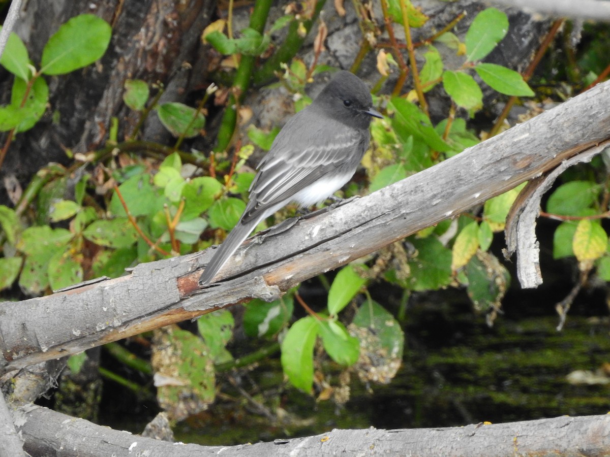 Black Phoebe - ML116890981