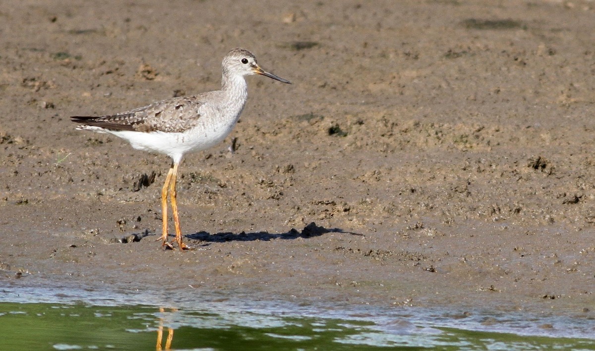 Lesser Yellowlegs - ML116891021