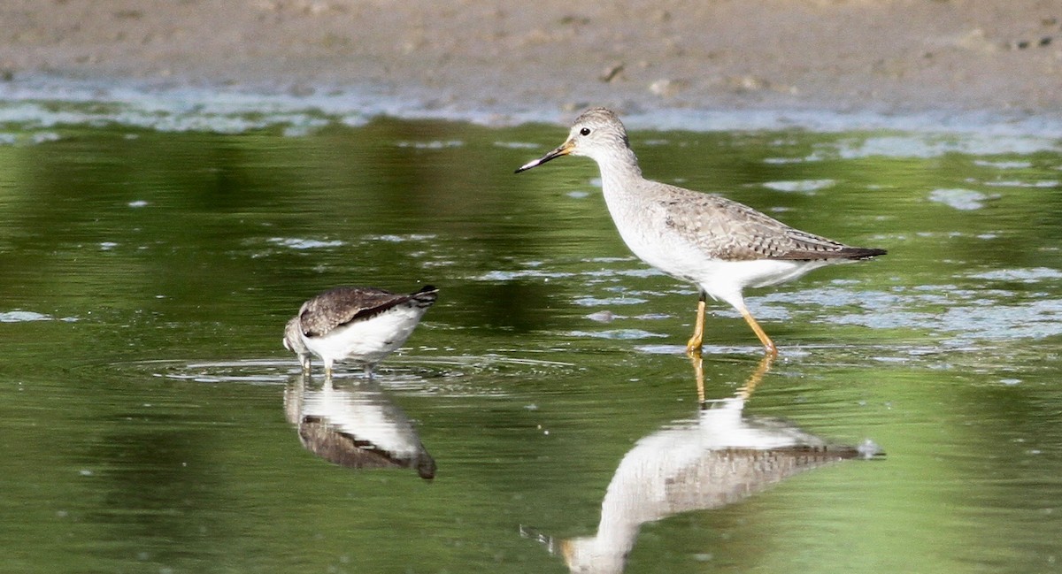 Lesser Yellowlegs - ML116891081