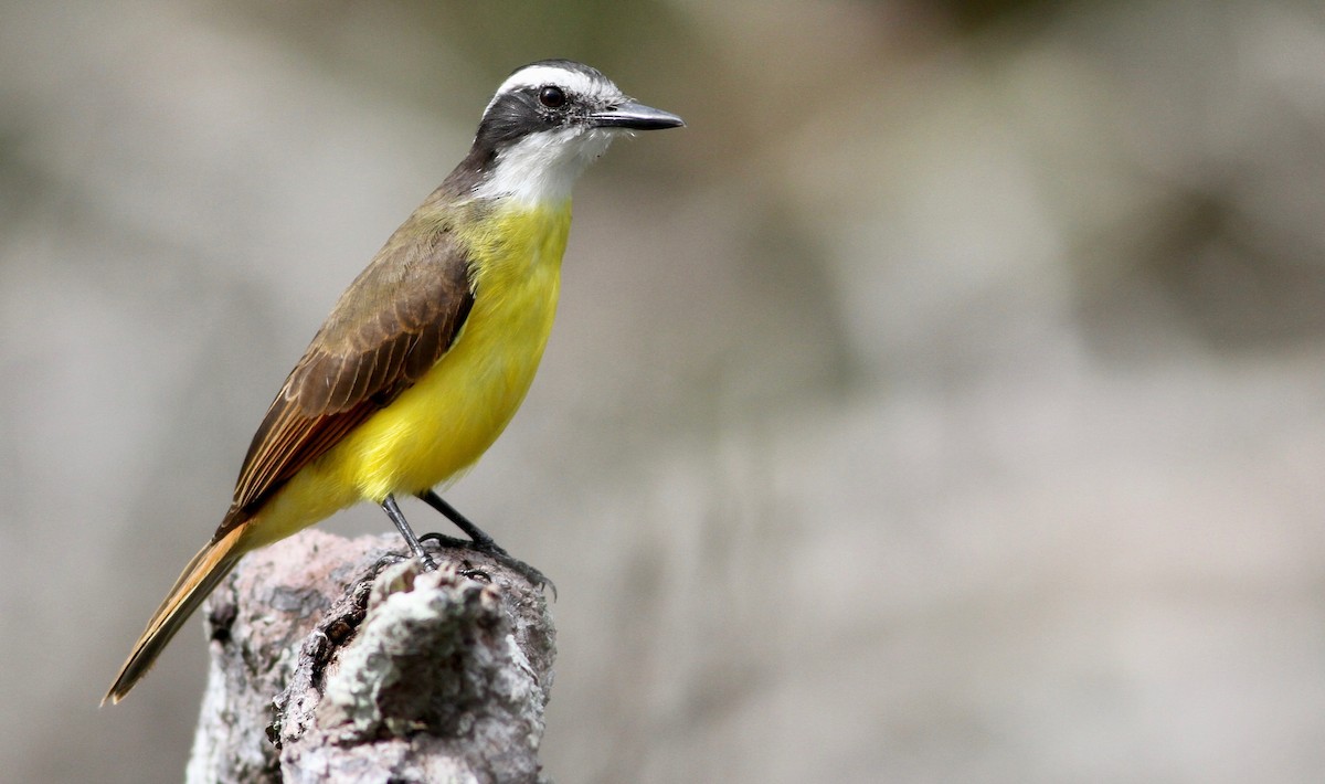 Lesser Kiskadee - ML116892241