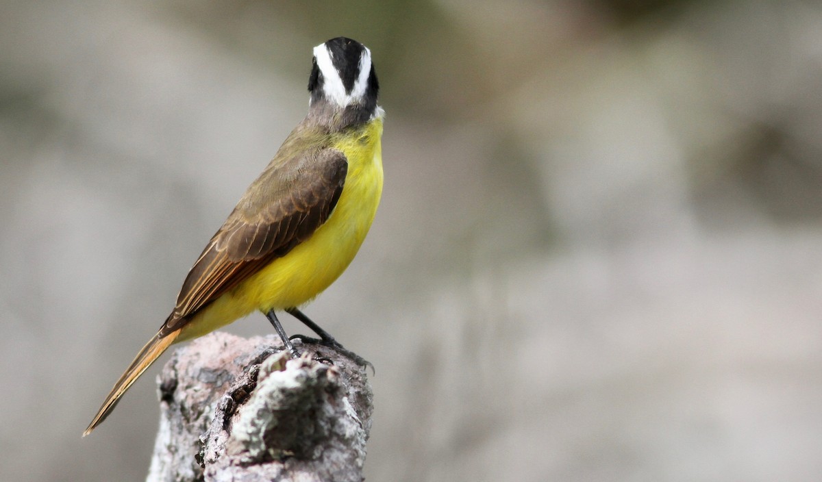 Lesser Kiskadee - ML116892411