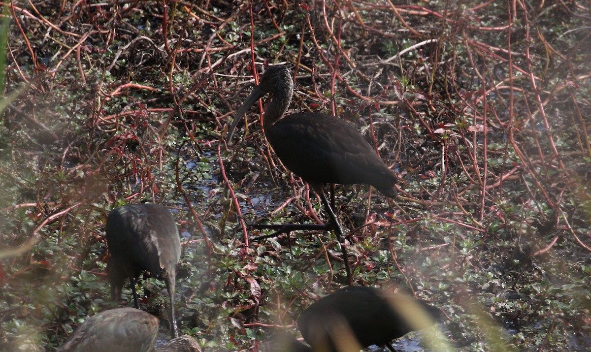 White-faced Ibis - ML116892421