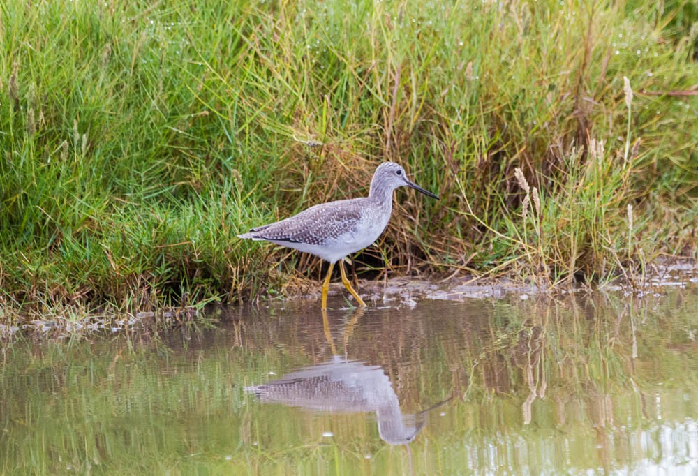 Greater Yellowlegs - Damon Williford