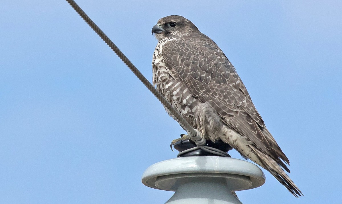Gyrfalcon - Garry  Sadler