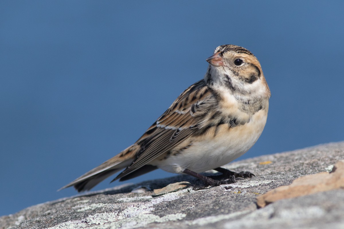 Lapland Longspur - ML116894971