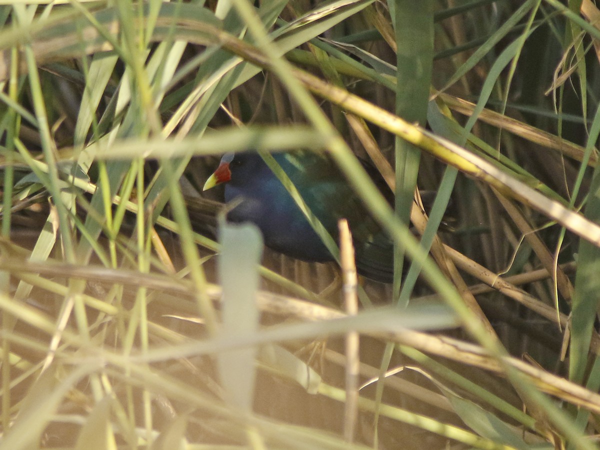 Purple Gallinule - ML116895431