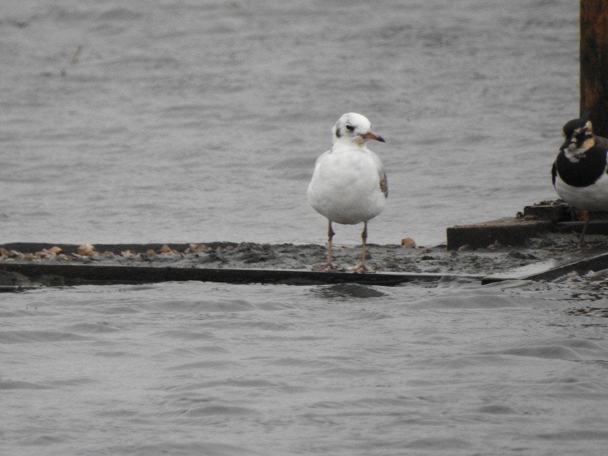 Black-headed Gull - Dale Heinert