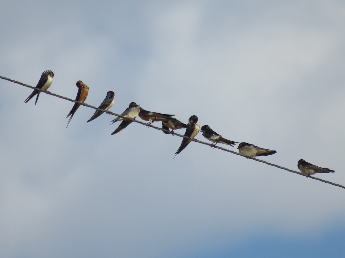 Barn Swallow - ML116898271