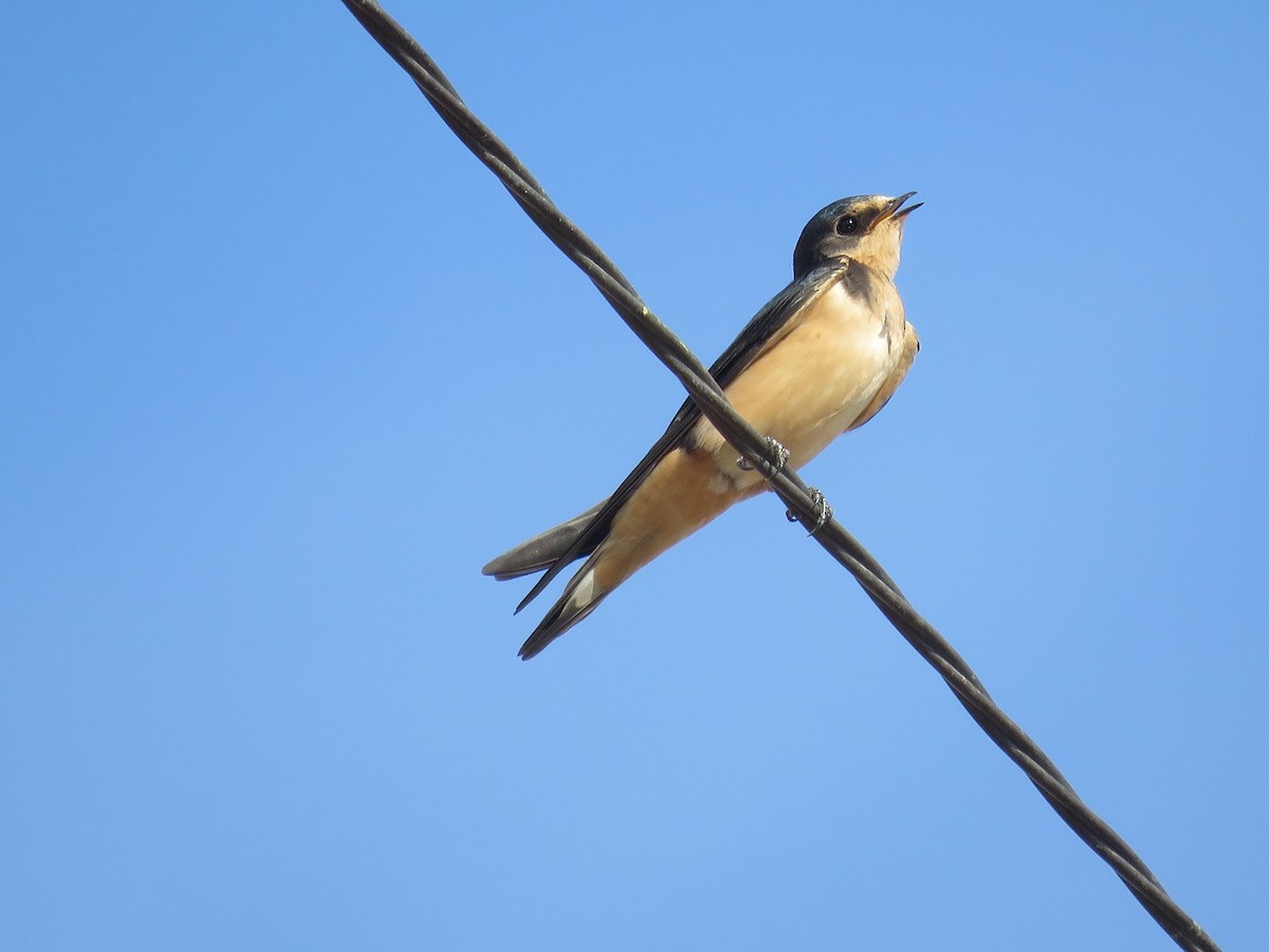 Barn Swallow - ML116898281