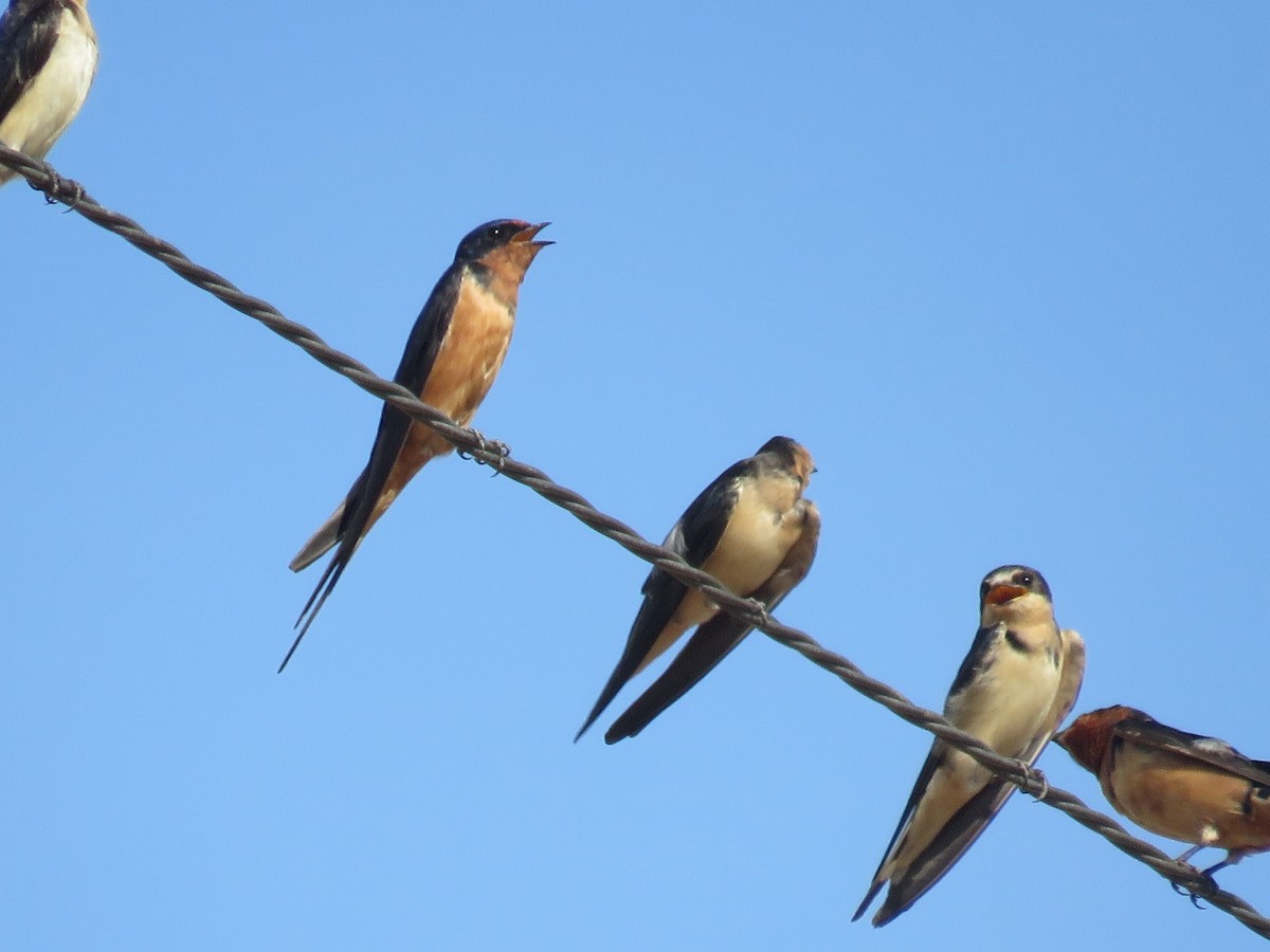 Barn Swallow - ML116898291