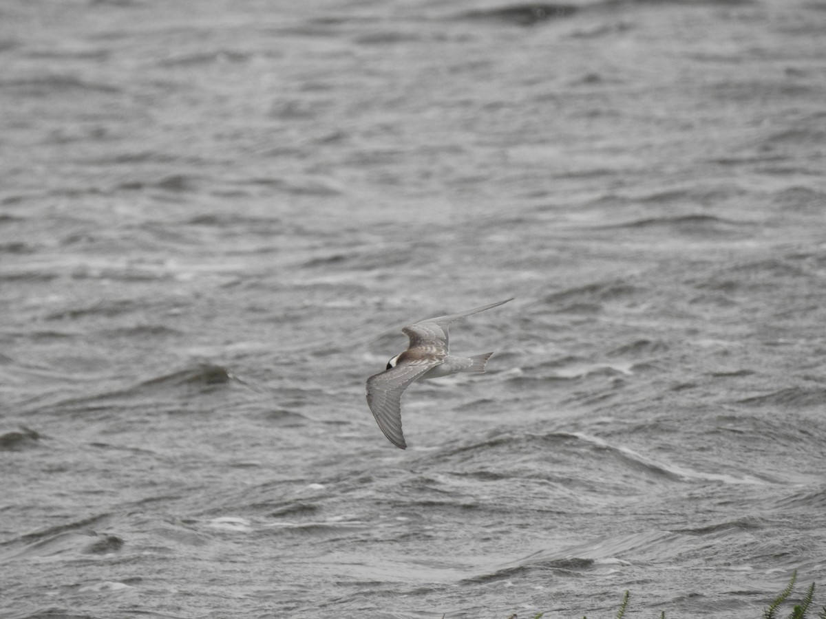 Black Tern - Dale Heinert