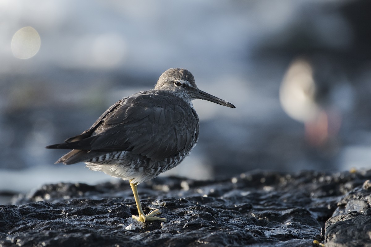 Wandering Tattler - Lucas Brook