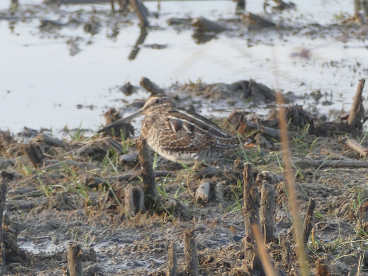 kanadabekkasin - ML116901511