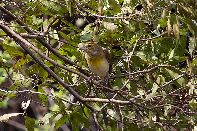 Dickcissel - ML116902411