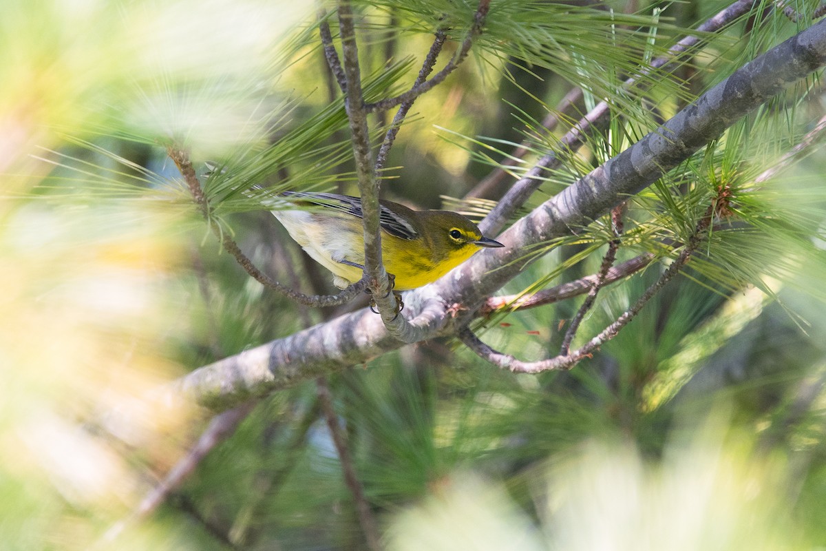 Pine Warbler - ML116903551