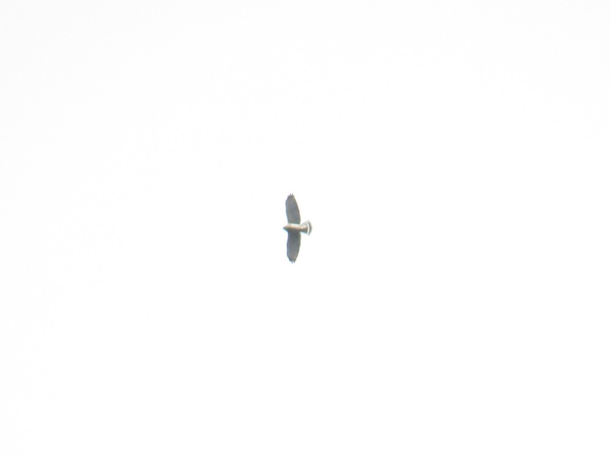 Broad-winged Hawk - ML116905341