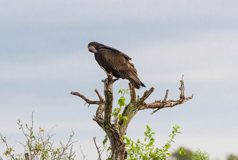 Turkey Vulture - ML116907811