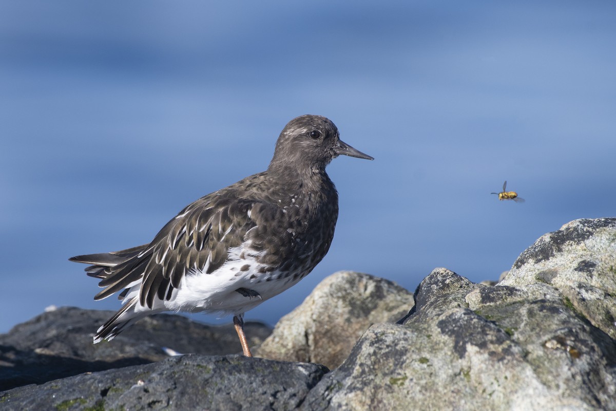 Black Turnstone - ML116908221