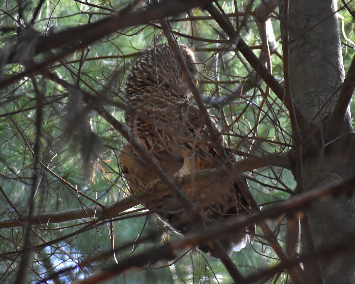 Barred Owl - Gustav Holtz