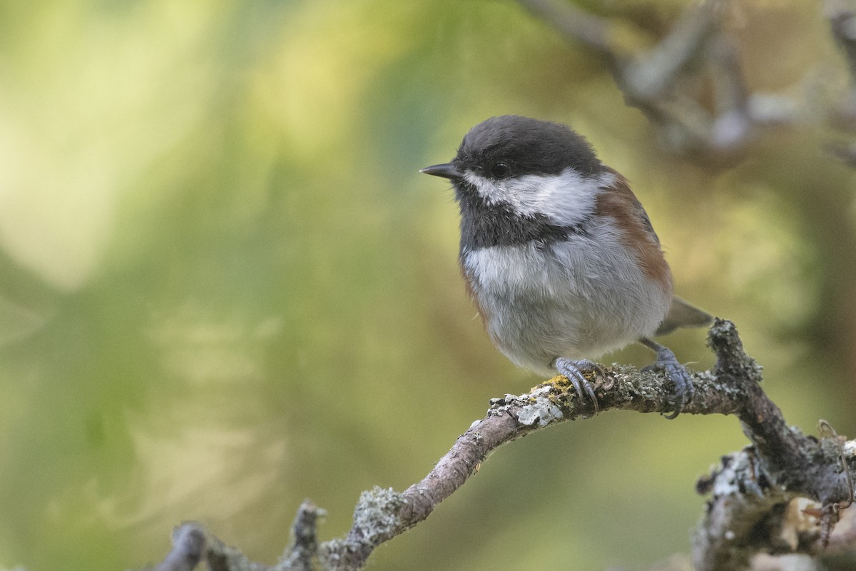 Chestnut-backed Chickadee - Bryan Calk