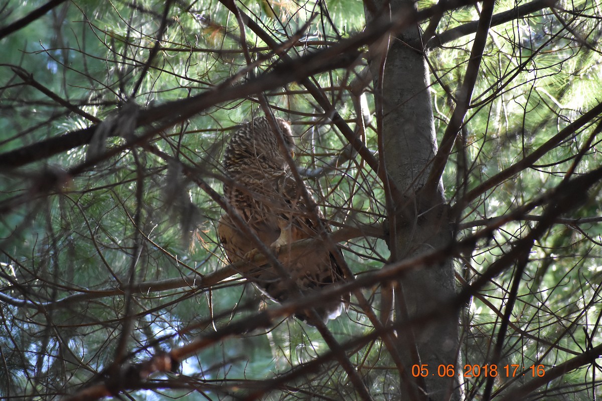 Barred Owl - ML116908801